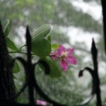 3094165-flower-in-the-rain-0